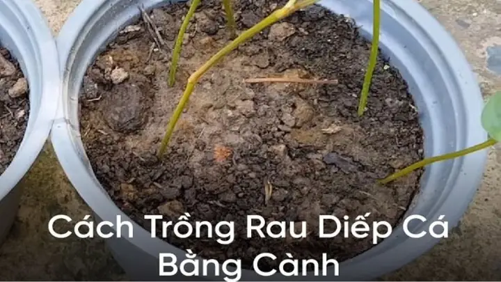Cách Trồng Rau Diếp Cá Bằng Cành: Hướng Dẫn Chi Tiết Từ A-Z Cách Trồng Rau Diếp Cá Bằng Cành: Hướng Dẫn Chi Tiết Từ A-Z
