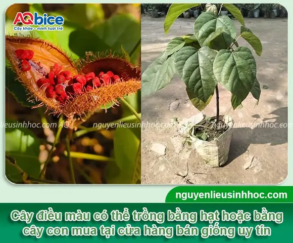 Hướng Dẫn Chi Tiết Cách Trồng Cây Điều Từ Hạt Cho Năng Suất Cao Hướng Dẫn Chi Tiết Cách Trồng Cây Điều Từ Hạt Cho Năng Suất Cao