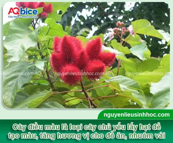 Hướng Dẫn Chi Tiết Cách Trồng Cây Điều Từ Hạt Cho Năng Suất Cao Hướng Dẫn Chi Tiết Cách Trồng Cây Điều Từ Hạt Cho Năng Suất Cao