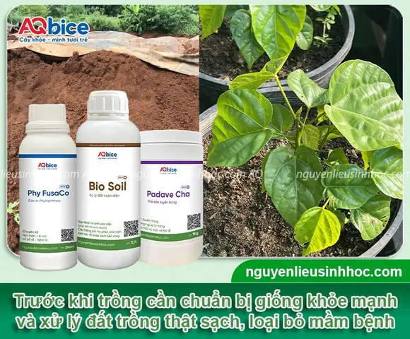 Hướng Dẫn Chi Tiết Cách Trồng Cây Điều Từ Hạt Cho Năng Suất Cao Hướng Dẫn Chi Tiết Cách Trồng Cây Điều Từ Hạt Cho Năng Suất Cao