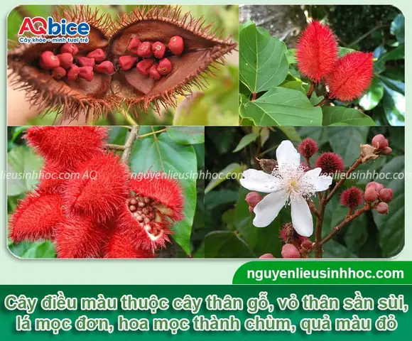 Hướng Dẫn Chi Tiết Cách Trồng Cây Điều Từ Hạt Cho Năng Suất Cao Hướng Dẫn Chi Tiết Cách Trồng Cây Điều Từ Hạt Cho Năng Suất Cao