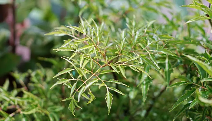 Cách Trồng Đinh Lăng Lấy Củ To, Nhanh Thu Hoạch: Hướng Dẫn Chi Tiết Từ A-Z Cách Trồng Đinh Lăng Lấy Củ To, Nhanh Thu Hoạch: Hướng Dẫn Chi Tiết Từ A-Z