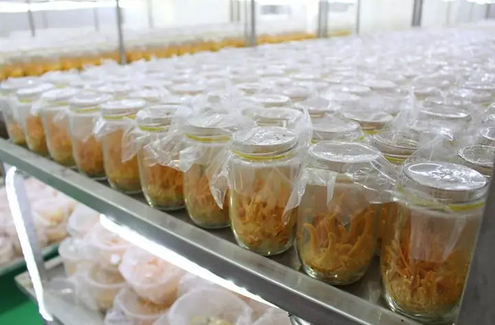 Hướng Dẫn Chi Tiết Cách Trồng Và Nuôi Đông Trùng Hạ Thảo Tại Nhà Hướng Dẫn Chi Tiết Cách Trồng Và Nuôi Đông Trùng Hạ Thảo Tại Nhà