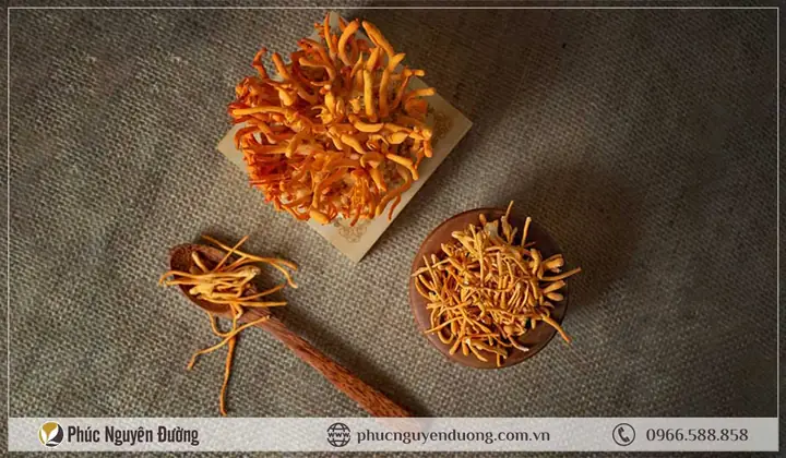 Hướng Dẫn Chi Tiết Cách Trồng Và Nuôi Đông Trùng Hạ Thảo Tại Nhà Hướng Dẫn Chi Tiết Cách Trồng Và Nuôi Đông Trùng Hạ Thảo Tại Nhà