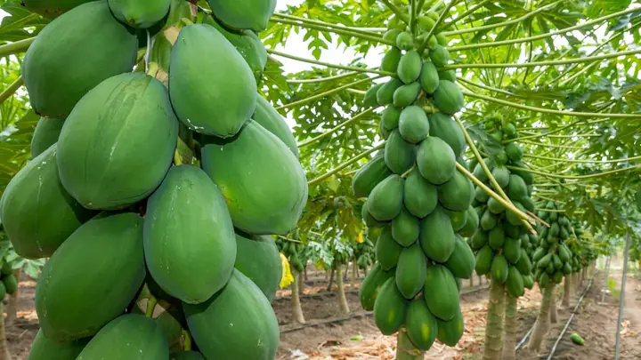 Cách Trồng Đu Đủ: Hướng Dẫn Chi Tiết Từ A-Z Để Đạt Năng Suất Cao 1 Cách Trồng Đu Đủ: Hướng Dẫn Chi Tiết Từ A-Z Để Đạt Năng Suất Cao