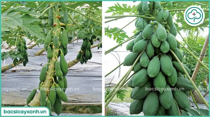 Kỹ Thuật Trồng Đu Đủ Nghiêng Hiệu Quả: Tăng Năng Suất, Chống Đổ Ngã Kỹ Thuật Trồng Đu Đủ Nghiêng Hiệu Quả: Tăng Năng Suất, Chống Đổ Ngã
