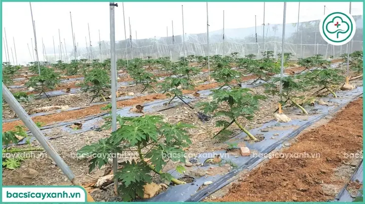 Kỹ Thuật Trồng Đu Đủ Nghiêng Hiệu Quả: Tăng Năng Suất, Chống Đổ Ngã Kỹ Thuật Trồng Đu Đủ Nghiêng Hiệu Quả: Tăng Năng Suất, Chống Đổ Ngã