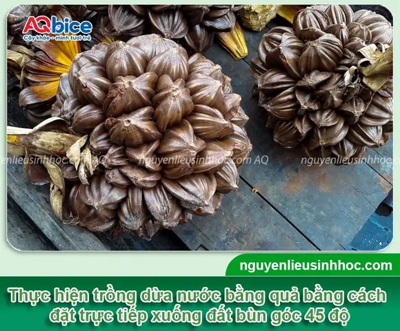 Cách Trồng Dừa Bằng Quả: Hướng Dẫn Ươm Cây Giống Chuẩn Kỹ Thuật Từ A-Z Cách Trồng Dừa Bằng Quả: Hướng Dẫn Ươm Cây Giống Chuẩn Kỹ Thuật Từ A-Z