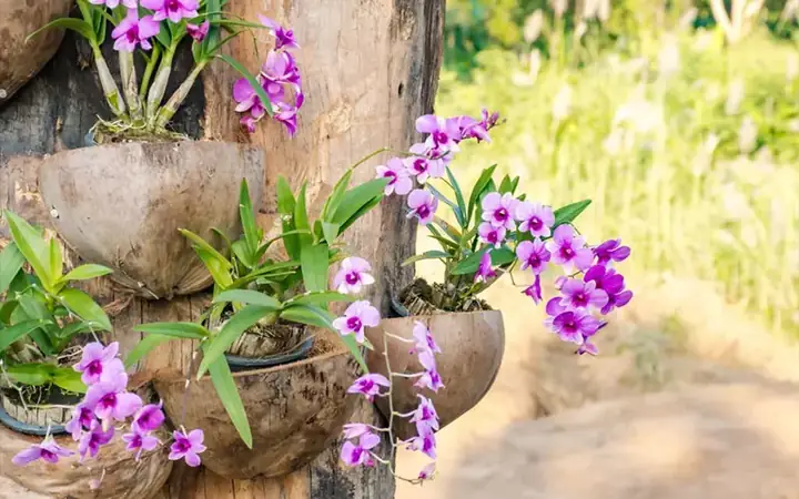 Cách Trồng Dừa Bằng Quả: Hướng Dẫn Ươm Cây Giống Chuẩn Kỹ Thuật Từ A-Z Cách Trồng Dừa Bằng Quả: Hướng Dẫn Ươm Cây Giống Chuẩn Kỹ Thuật Từ A-Z