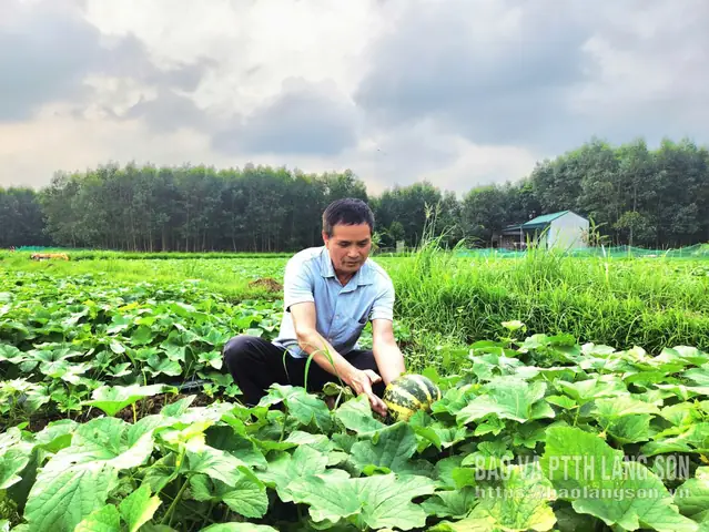 Cách Trồng Dưa Bở Tại Nhà Cho Năng Suất Cao: Hướng Dẫn Chi Tiết Từ A-Z Cách Trồng Dưa Bở Tại Nhà Cho Năng Suất Cao: Hướng Dẫn Chi Tiết Từ A-Z