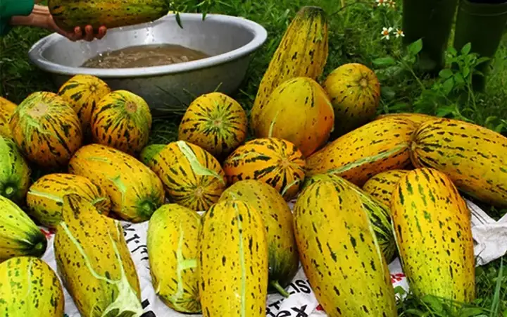 Cách Trồng Dưa Bở Tại Nhà Cho Năng Suất Cao: Hướng Dẫn Chi Tiết Từ A-Z Cách Trồng Dưa Bở Tại Nhà Cho Năng Suất Cao: Hướng Dẫn Chi Tiết Từ A-Z