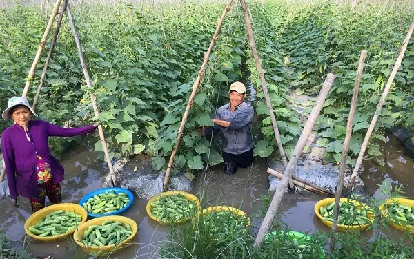 Cách Trồng Dưa Bở/dưa Chuột Trong Thùng Xốp: Hướng Dẫn Chi Tiết Từ A-Z