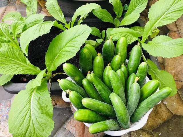 Cách Trồng Dưa Chuột Trên Sân Thượng Cho Nhiều Quả: Quy Trình Từ Gieo Hạt Đến Thu Hoạch