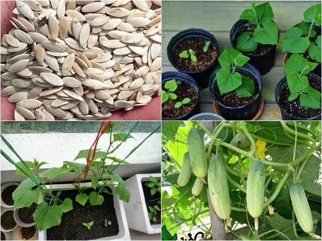 Cách Trồng Dưa Chuột Trên Sân Thượng Cho Nhiều Quả: Quy Trình Từ Gieo Hạt Đến Thu Hoạch