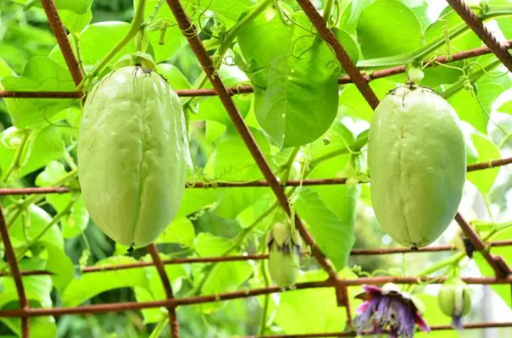 Hướng Dẫn Chi Tiết Cách Trồng Dưa Gang Tây Phát Triển Tốt, Ra Quả Năng Suất