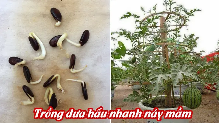 Hướng Dẫn Chi Tiết Cách Trồng Dưa Hấu Đúng Kỹ Thuật, Cho Năng Suất Cao Tại Nhà