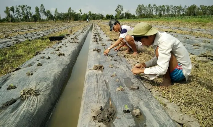 Bí Quyết Trồng Dưa Hấu Khổng Lồ Cho Năng Suất Cao, Quả Ngọt Tại Nhà
