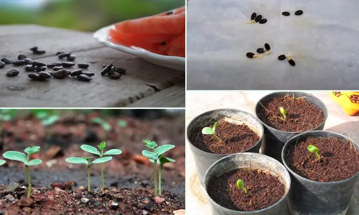 Cách Trồng Dưa Hấu Nụ: Kỹ Thuật Úp Nụ, Tuyển Trái Và Thu Hoạch