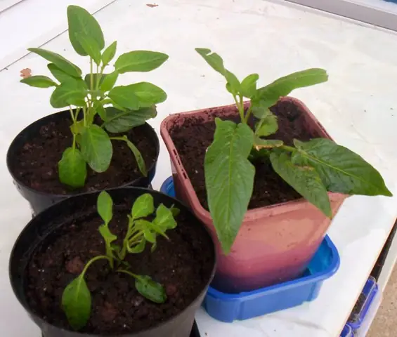 Hướng Dẫn Chi Tiết Cách Trồng Dưa Hấu Pepino Sai Quả Tại Nhà Hướng Dẫn Chi Tiết Cách Trồng Dưa Hấu Pepino Sai Quả Tại Nhà