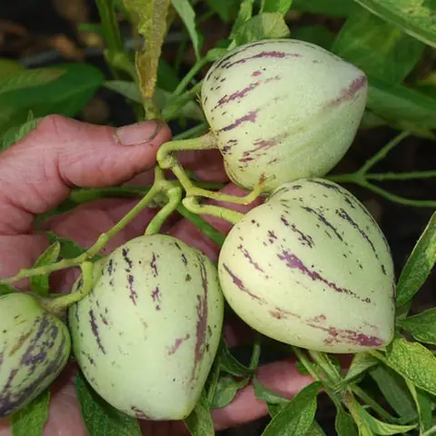 Hướng Dẫn Chi Tiết Cách Trồng Dưa Hấu Pepino Sai Quả Tại Nhà Hướng Dẫn Chi Tiết Cách Trồng Dưa Hấu Pepino Sai Quả Tại Nhà