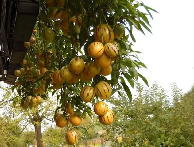 Hướng Dẫn Chi Tiết Cách Trồng Dưa Hấu Pepino Sai Quả Tại Nhà Hướng Dẫn Chi Tiết Cách Trồng Dưa Hấu Pepino Sai Quả Tại Nhà