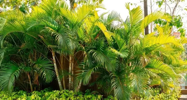 Hướng Dẫn Cách Trồng Và Chăm Sóc Dừa Kiểng Bonsai Toàn Diện Hướng Dẫn Cách Trồng Và Chăm Sóc Dừa Kiểng Bonsai Toàn Diện