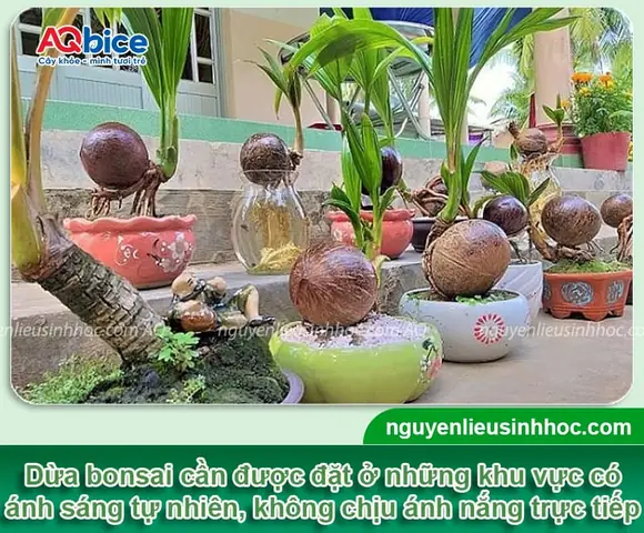 Cách Trồng Dừa Kiểng Bonsai Tại Nhà: Từ Quả Dừa Đến Cây Thành Phẩm