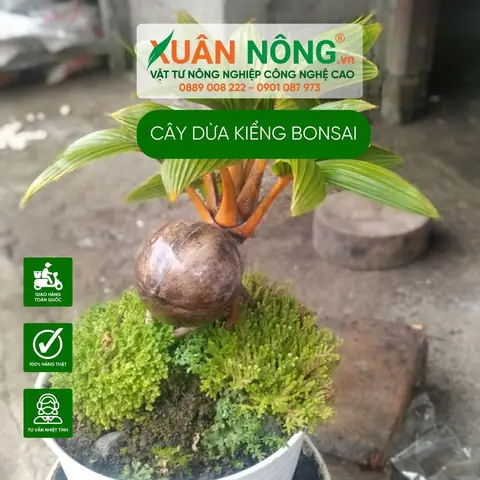 Cách Trồng Dừa Kiểng Bonsai Tại Nhà: Từ Quả Dừa Đến Cây Thành Phẩm