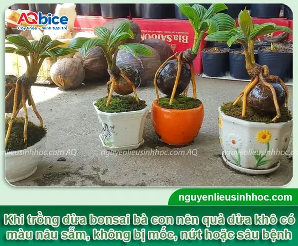 Cách Trồng Dừa Kiểng Bonsai Tại Nhà: Từ Quả Dừa Đến Cây Thành Phẩm