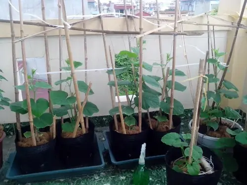 Cách Trồng Dưa Lê Trên Sân Thượng: Chọn Chậu, Làm Giàn, Chăm Sóc Và Thu Hoạch Cách Trồng Dưa Lê Trên Sân Thượng: Chọn Chậu, Làm Giàn, Chăm Sóc Và Thu Hoạch