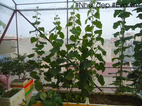 Cách Trồng Dưa Lê Trong Thùng Xốp Cho Năng Suất Cao, Quả Ngọt