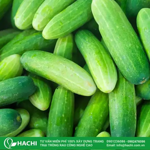 Cách Trồng Dưa Leo Thủy Canh Đơn Giản, Năng Suất Cao Tại Nhà