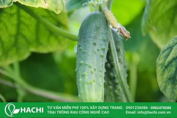Cách Trồng Dưa Leo Thủy Canh Đơn Giản, Năng Suất Cao Tại Nhà