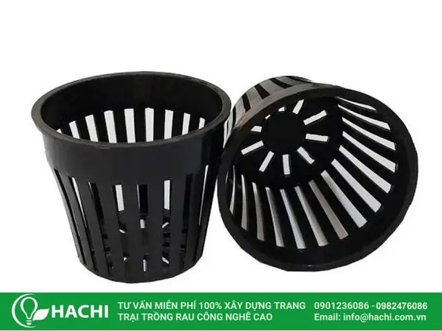 Cách Trồng Dưa Leo Thủy Canh Đơn Giản, Năng Suất Cao Tại Nhà