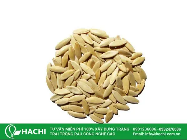 Cách Trồng Dưa Leo Thủy Canh Đơn Giản, Năng Suất Cao Tại Nhà