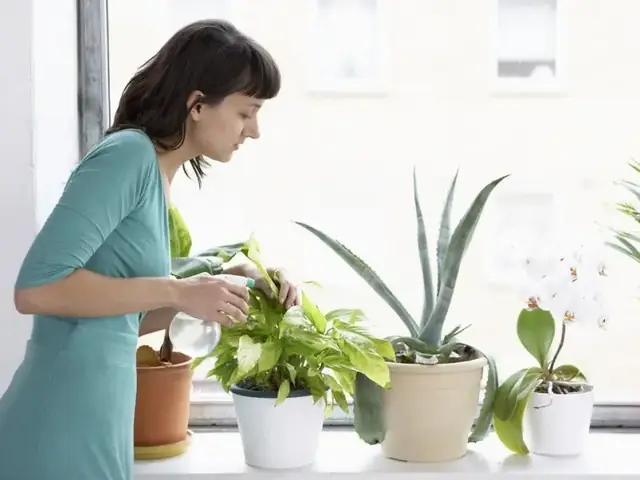 Hướng Dẫn Trồng Dưa Leo Từ Hạt Tại Nhà Đơn Giản, Năng Suất Cao