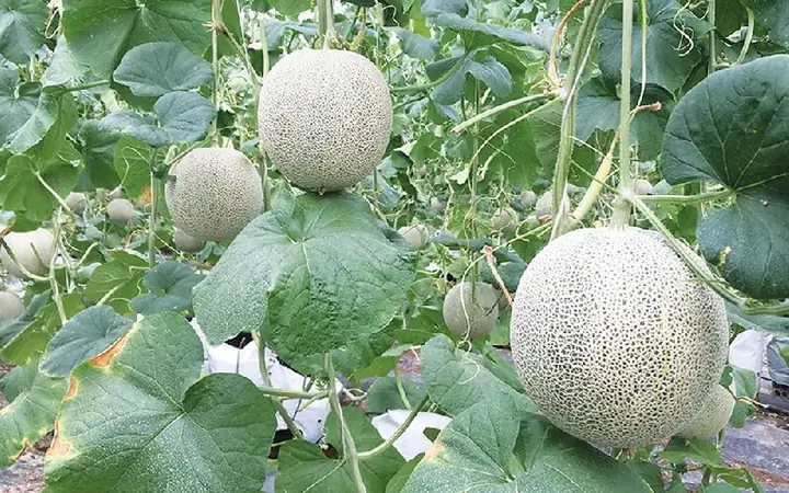 Cách Trồng Dưa Lưới Tại Nhà Đạt Năng Suất Cao, Trái Ngọt Chuẩn Chuyên Gia