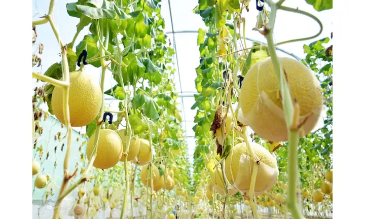 Hướng Dẫn Chi Tiết Cách Trồng Dưa Lưới Nhật Bản Cho Năng Suất Vượt Trội Hướng Dẫn Chi Tiết Cách Trồng Dưa Lưới Nhật Bản Cho Năng Suất Vượt Trội