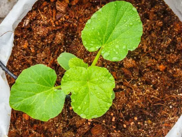 Hướng Dẫn Trồng Dưa Lưới Thơm Ngon, Trĩu Quả Trên Sân Thượng Chi Tiết A-Z