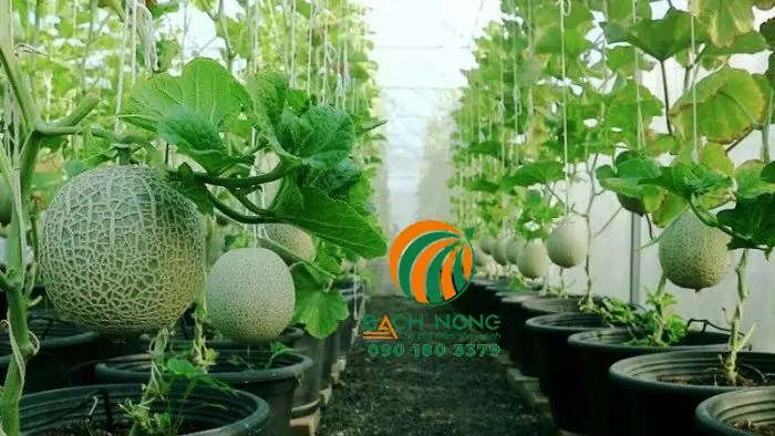 Cách Trồng Dưa Lưới Trong Thùng Xốp Cho Quả Ngọt Sai Trĩu, Chuẩn Chuyên Gia Tại Nhà Cách Trồng Dưa Lưới Trong Thùng Xốp Cho Quả Ngọt Sai Trĩu, Chuẩn Chuyên Gia Tại Nhà