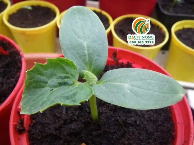 Cách Trồng Dưa Lưới Trong Thùng Xốp Cho Quả Ngọt Sai Trĩu, Chuẩn Chuyên Gia Tại Nhà Cách Trồng Dưa Lưới Trong Thùng Xốp Cho Quả Ngọt Sai Trĩu, Chuẩn Chuyên Gia Tại Nhà