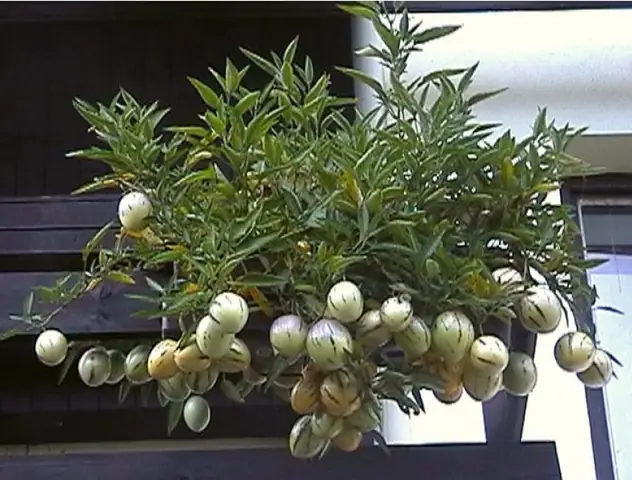 Hướng Dẫn Chi Tiết Cách Trồng Dưa Pepino Sai Quả Tại Nhà