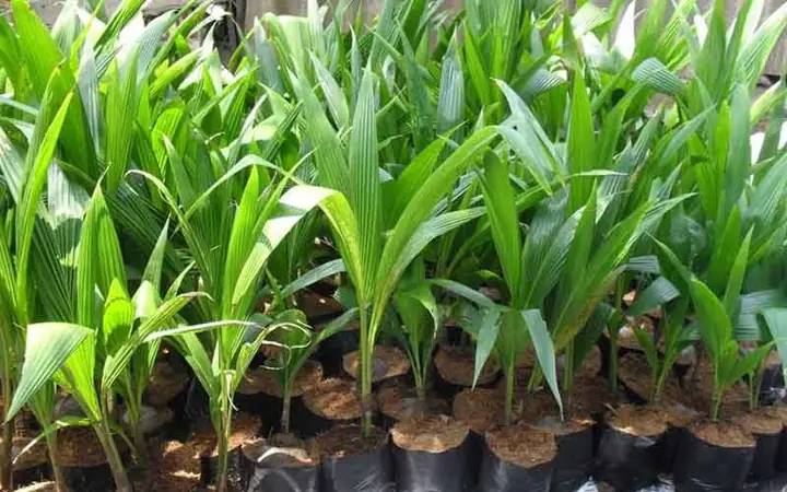 Cách Trồng Dừa Ta: Hướng Dẫn Chi Tiết Từ A-Z Cho Năng Suất Cao