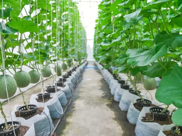 Cách Trồng Dưa Trên Sân Thượng: Kỹ Thuật Trồng Dưa Lưới Sai Quả Cách Trồng Dưa Trên Sân Thượng: Kỹ Thuật Trồng Dưa Lưới Sai Quả