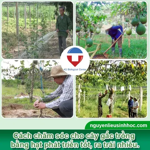 Hướng Dẫn Chi Tiết Cách Trồng Gấc Bằng Hạt Cho Năng Suất Cao
