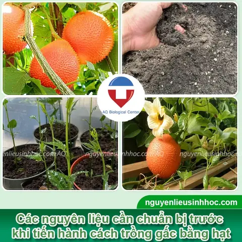 Hướng Dẫn Chi Tiết Cách Trồng Gấc Bằng Hạt Cho Năng Suất Cao