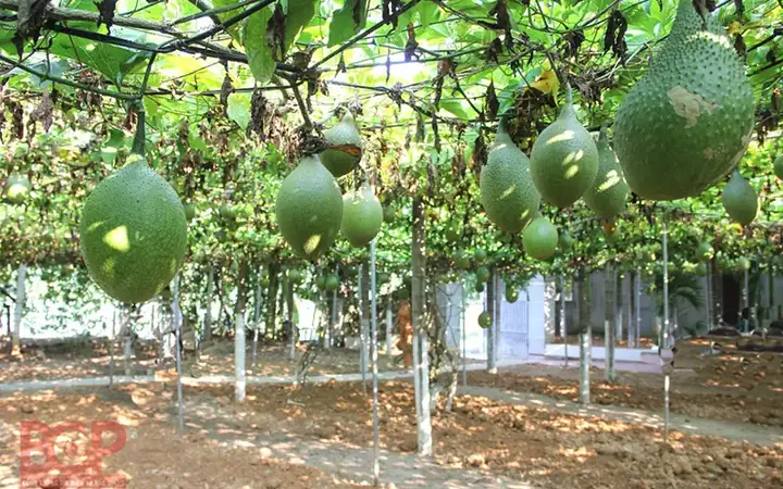 Hướng Dẫn Chi Tiết Cách Trồng Gấc Bằng Hạt Cho Năng Suất Cao