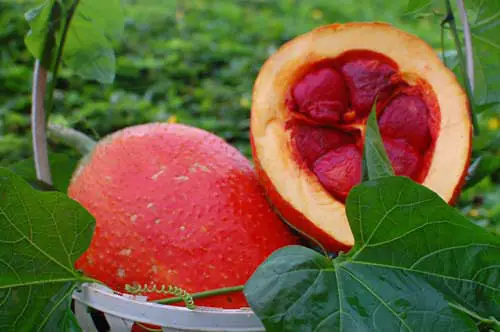 Cách Trồng Gấc Sai Quả Từ Hạt Hoặc Cành Hom Để Ra Nhiều Quả