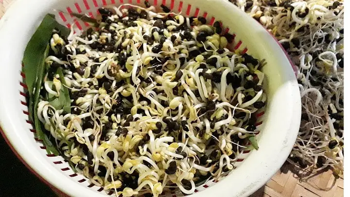 Cách Trồng Giá Đỗ Tại Nhà: Hướng Dẫn Chi Tiết Từ A-Z Cho Giá Mập, Giòn Ngon