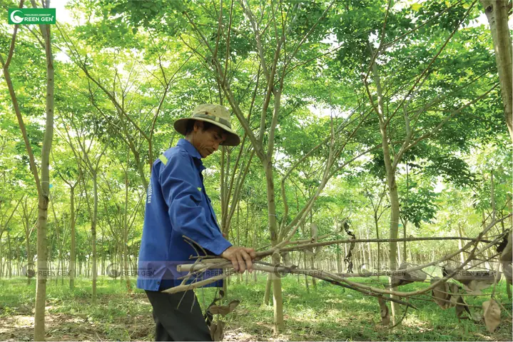 Cách Trồng Và Chăm Sóc Cây Giáng Hương Chuẩn Nhất Cách Trồng Và Chăm Sóc Cây Giáng Hương Chuẩn Nhất
